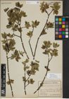 Foto von Salix myrsinifolia Salisb.